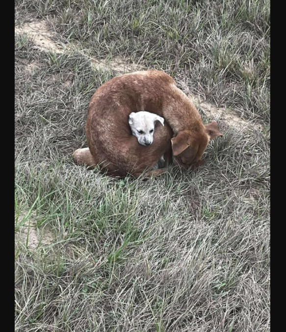 A Mother’s Love Kept Her Tiny Puppy Warm Until Help Finally Arrived