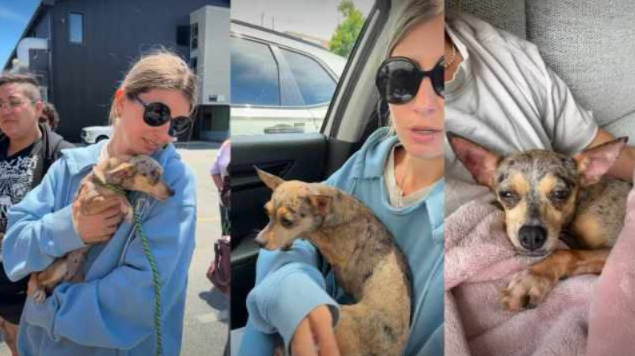 Tiny Rescue Dog Was Too Scared to Trust Anyone—Then One Foster Mom Helped Her Believe Again
