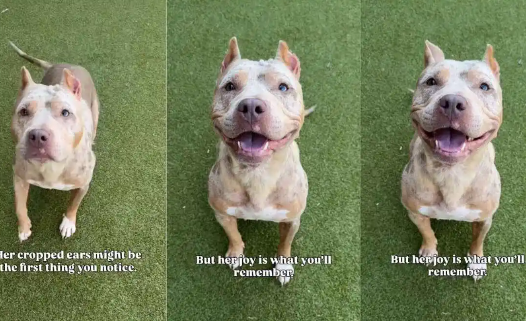 Everyone Noticed Her Cropped Ears—Until They Saw Her Beautiful Smile