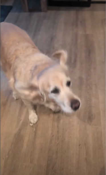 Every Time This Golden Retriever Howls, She Breaks Into the Cutest Dance Routine