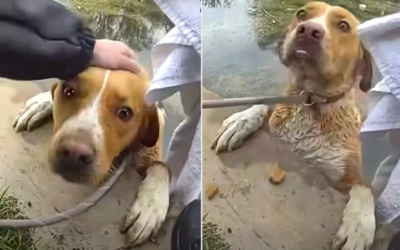 Dog Stuck in a Golf Course Pond Thought Help Would Never Come—Then Heroes Arrived