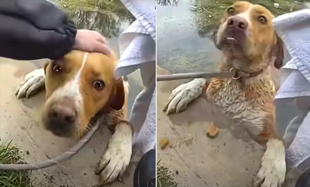Dog Stuck in a Golf Course Pond Thought Help Would Never Come—Then Heroes Arrived