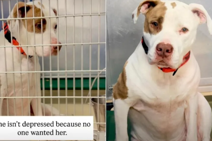 This Gentle Shelter Dog Isn’t Giving Up After Losing Everything
