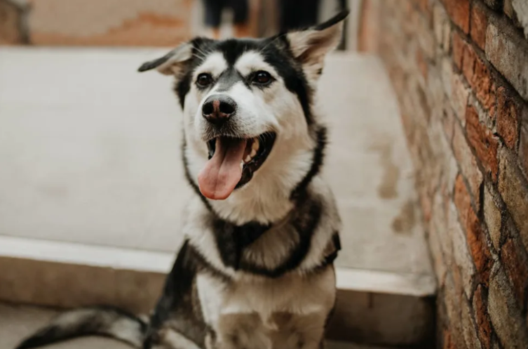 She Was Abandoned With Her Puppies—But This Mama Dog Never Gave Up