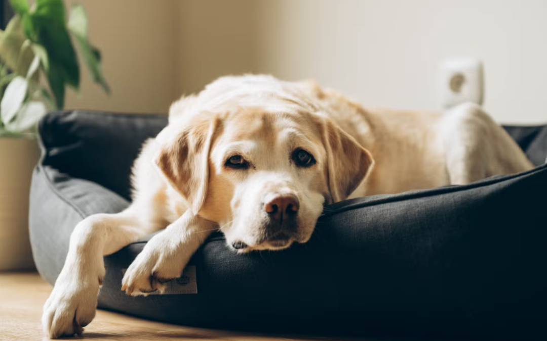 This Senior Dog Has Entered Her “Terrible 12s”—And Her Family Can’t Stop Laughing
