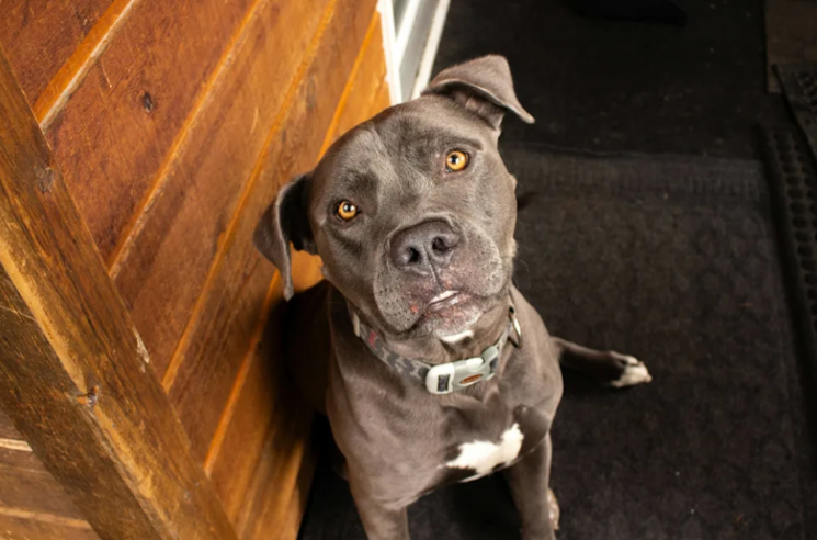 Shelter’s Longest Resident Waited for “Maybe Tomorrow”—Then Her Forever Family Finally Came