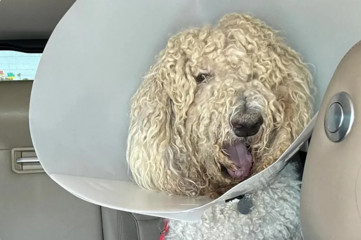 He Was Found Matted, Sunburned, and Alone—Now He’s Living the Life He Always Deserved