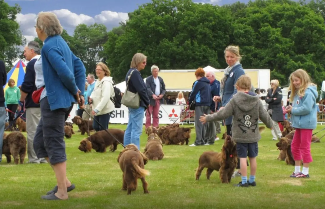 How to Organize a Dog Meetup Everyone Will Want to Attend