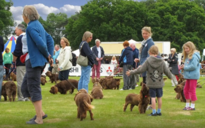 How to Organize a Dog Meetup Everyone Will Want to Attend