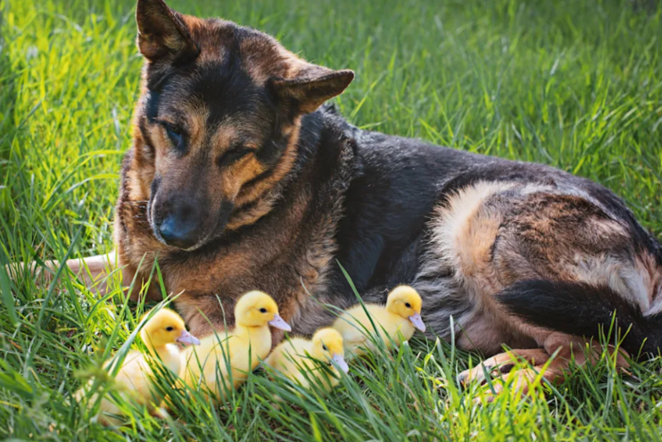 Patient German Shepherd Lets Tiny Ducks Climb All Over Him—and It’s Too Cute to Miss