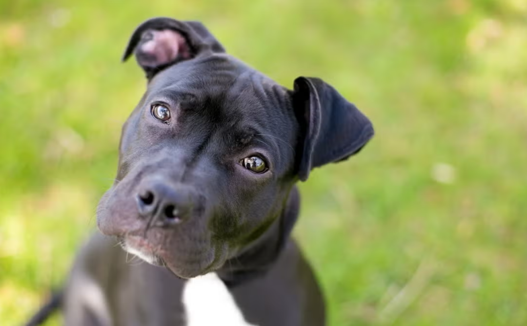 After 900 Days in a Shelter, Everyone Is Cheering for This Dog’s New Beginning