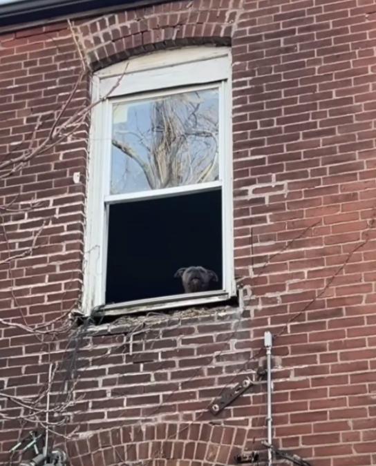 She Thought the House Was Empty—Until a Tiny Face Appeared in the Window