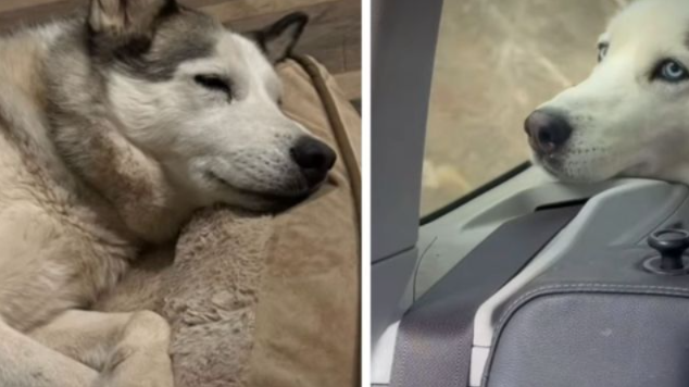 She Escaped Her Final Deadline—Now This Husky Is Waiting for One Last Miracle