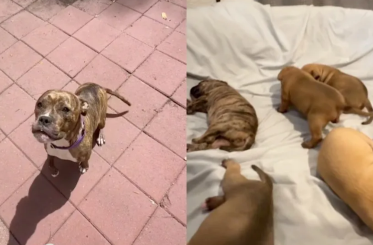 For the First Time Since Giving Birth, This Rescue Mom Let Someone Care for Her