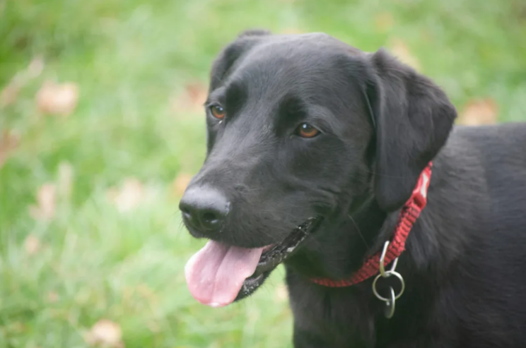 Shelter Labrador Mix Waited Six Long Months—Then the Right Person Finally Walked In