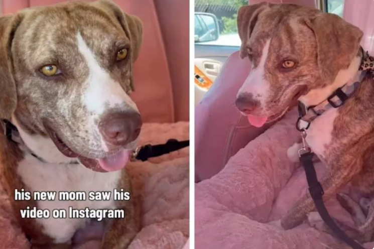 This Rescue Dog Flew Across the Country to Meet the Family Waiting Just for Him