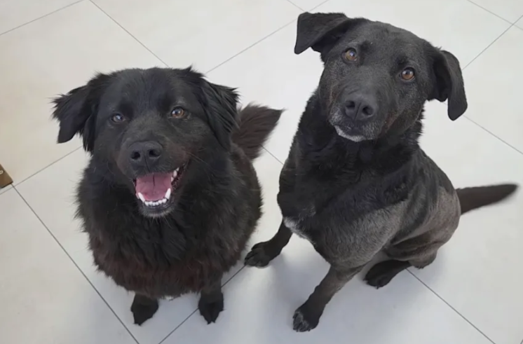 After Losing Their Home Again, This Bonded Dog Duo Is Hoping for a Happy Ending