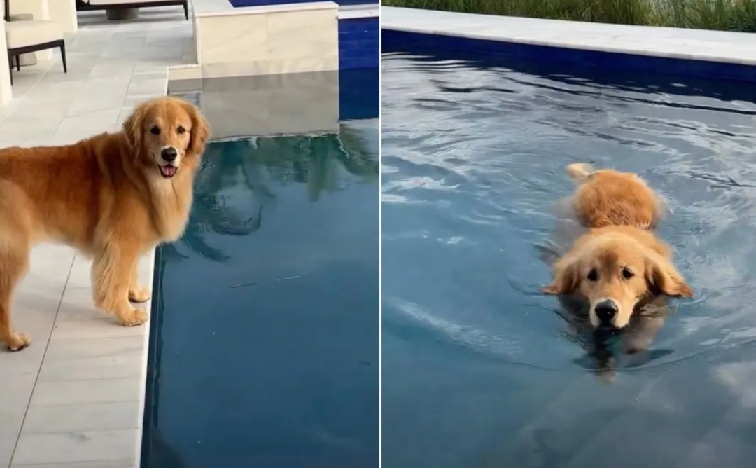 This Golden Retriever Refuses to Skip Her Daily Pool Routine—and It’s Hilarious
