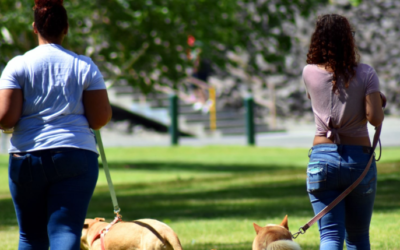 Dog Park Etiquette Every Responsible Pet Owner Should Know