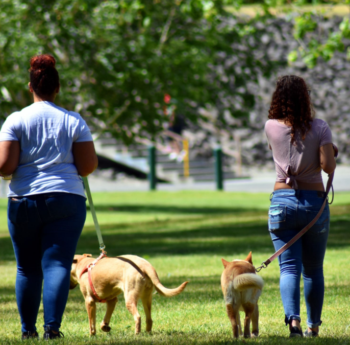 Dog Park Etiquette Every Responsible Pet Owner Should Know