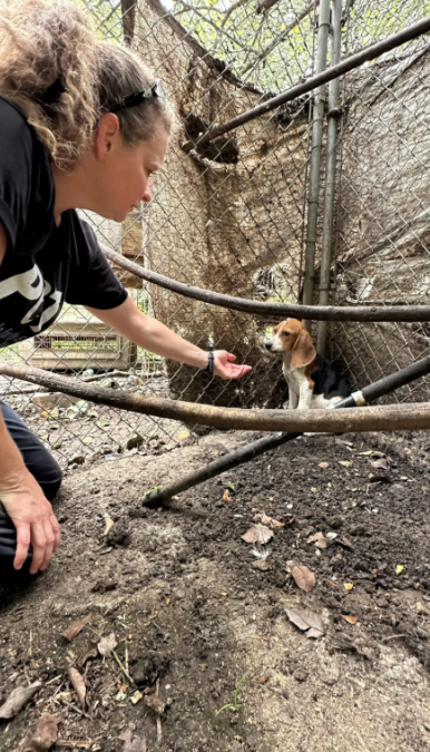 Locked in a Cage for a Year, This Sweet Beagle Finally Got His Happy Ending