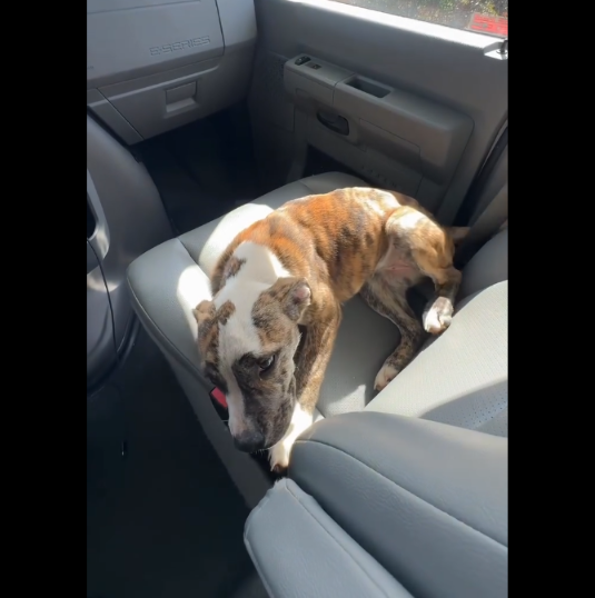 A Tiny Puppy in the Middle of the Road Changed This Couple’s Entire Trip