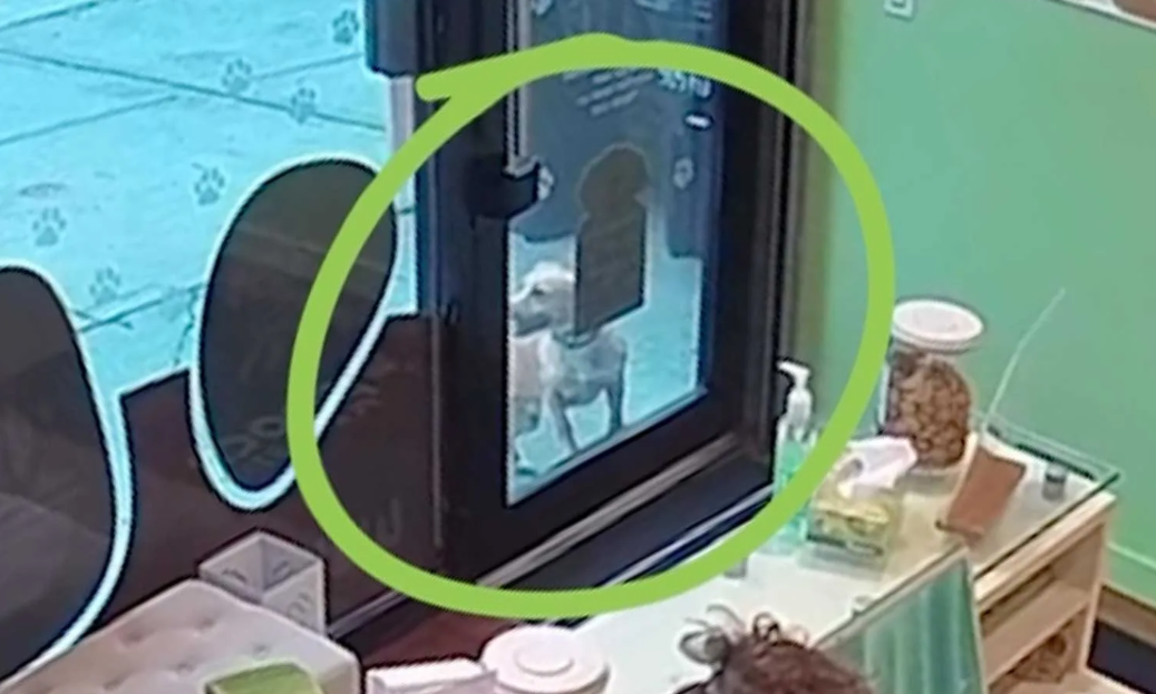Lost in New York, This Clever Dog Knew Exactly Where to Go for Help