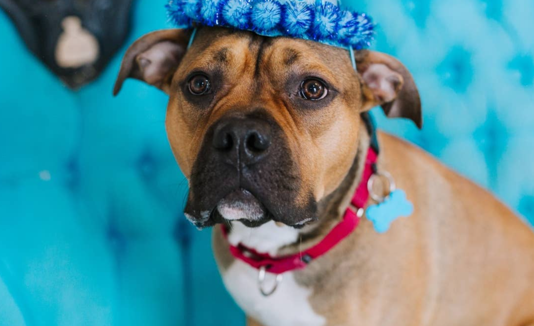 Foster Pit Bull Thought He Was Leaving Home—Then Came the Surprise That Changed Everything