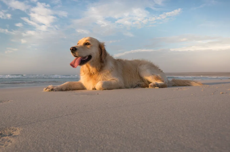 This Golden Retriever Had One Job at the Beach… Find His Mom