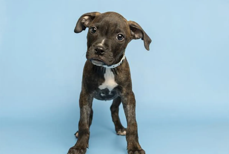 Someone Left This Tiny Puppy in a Donation Bin—But His Story Was Just Beginning