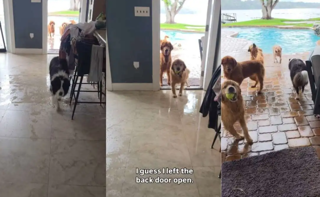 She Left Home for Lunch—Her Golden Retrievers Had Very Different Plans