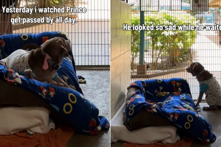 People Judged This Shelter Puppy at First Glance, Missing the Sweet Dog Behind the Scars