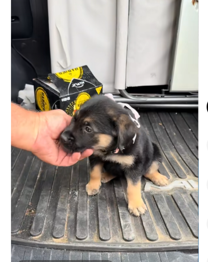 After Losing His Beloved Dog to Cancer, Dad Received the Surprise That Melted Everyone’s Heart