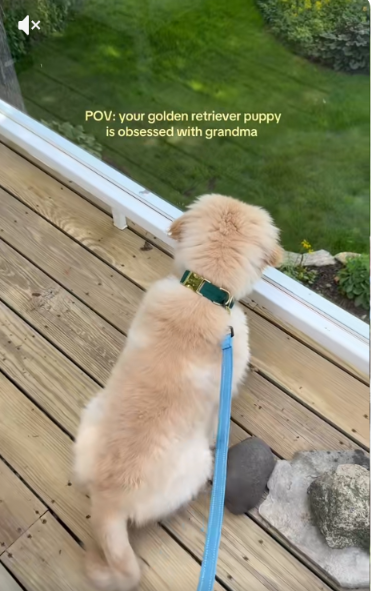 Golden Retriever Puppy Goes Into Full Wiggle Mode the Moment Grandma Arrives