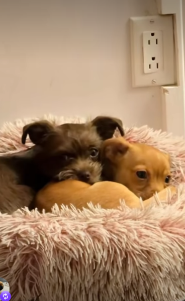 A Frightened Rescue Puppy Had No Idea His Forever Best Friend Was Waiting at Home