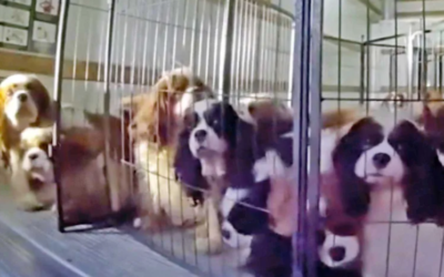 Dozens of Neglected Spaniels Finally Get a Second Chance After Dramatic Rescue