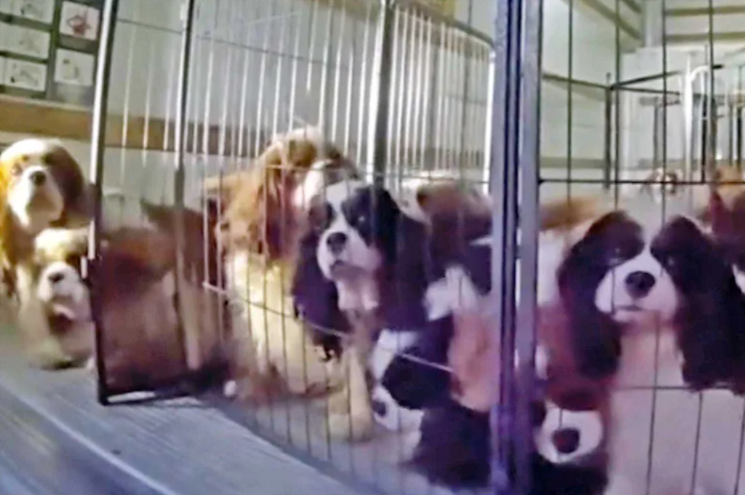 Dozens of Neglected Spaniels Finally Get a Second Chance After Dramatic Rescue