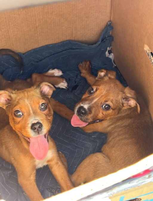 These Four Puppies Chose the Right Person to Ask for Help—And It Changed Their Lives Forever
