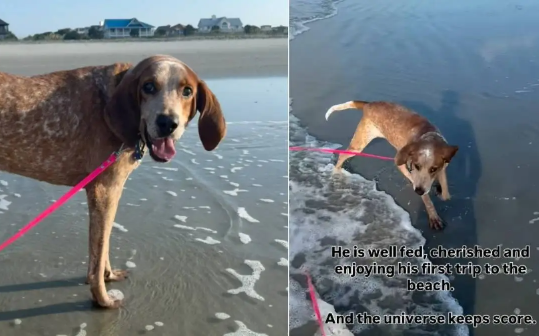 One Promise Changed Everything for a Dog Who Had Lost All Hope