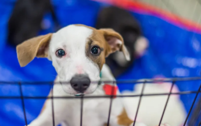 The Rescue Dogs Everyone Walks Past Might Be the Best Companions of All