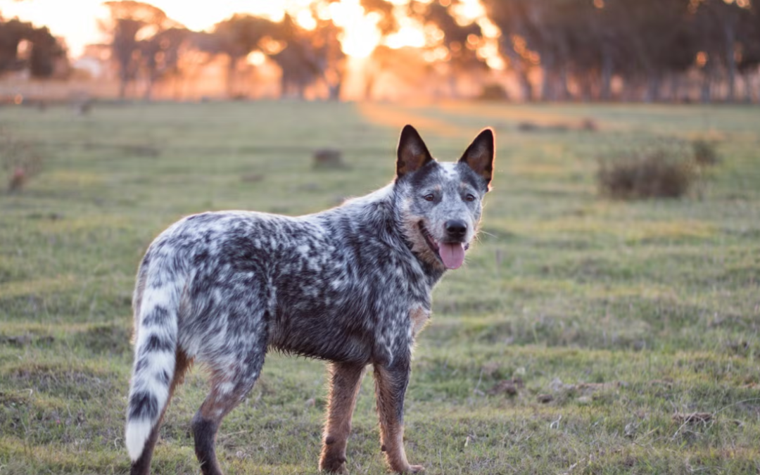 This Tiny Blue Heeler and Her 1,000-Pound Bull Best Friend Are the Farm’s Cutest Duo