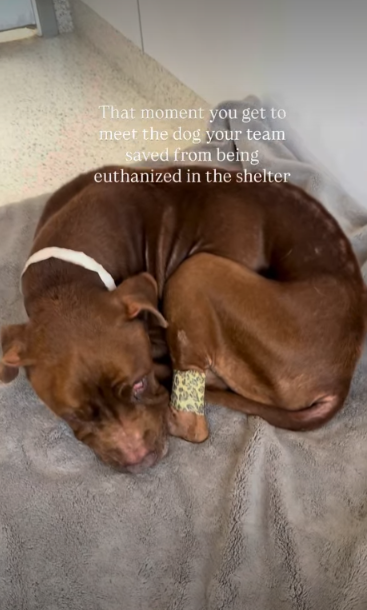 One Gentle Touch Marked the Beginning of This Rescue Dog’s New Life