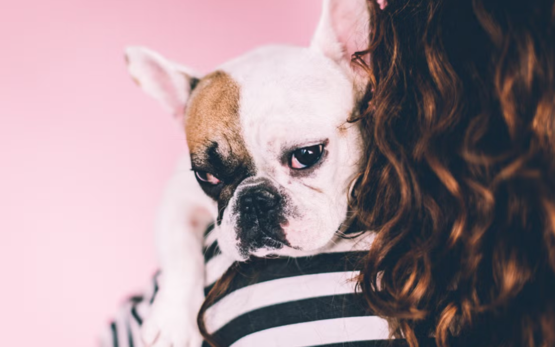 Why Walk When Dad Can Carry You? This Frenchie Has Life Figured Out