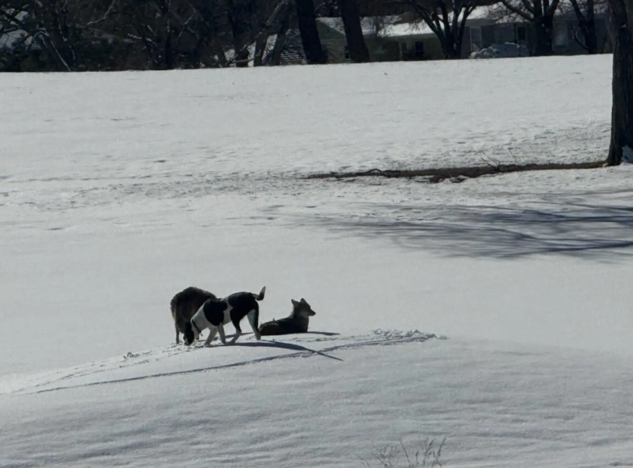 Missing for a Year, This Dog Survived With a Pack of Coyotes Before an Incredible Reunion