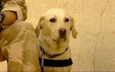 Remembering Sasha: The Brave Military Dog Honored for Extraordinary Courage