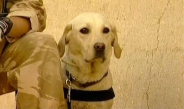 Remembering Sasha: The Brave Military Dog Honored for Extraordinary Courage