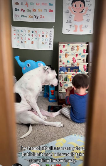 This Pit Bull Took Story Time So Seriously That Everyone’s Heart Melted