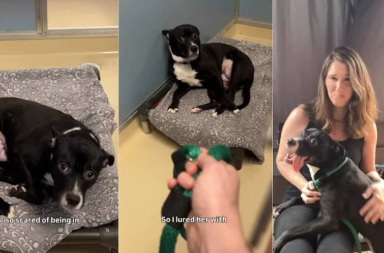 She Was Too Terrified to Leave Her Crate—Then Love Slowly Changed Everything