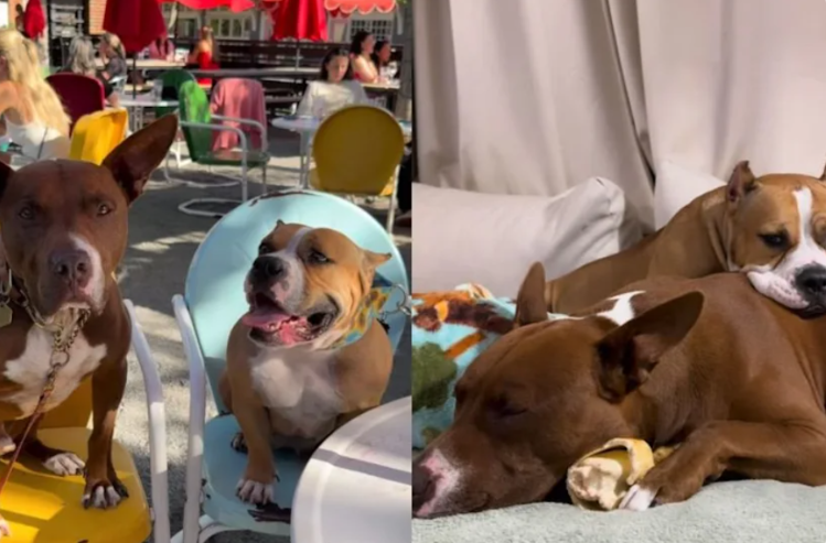 These Beloved Rescue Dogs Finally Tied the Knot—and the Internet Can’t Stop Smiling