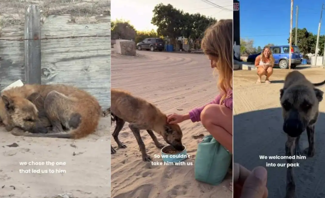 He Was Barely Hanging On—Now This Once-Neglected Street Dog Is Unrecognizable